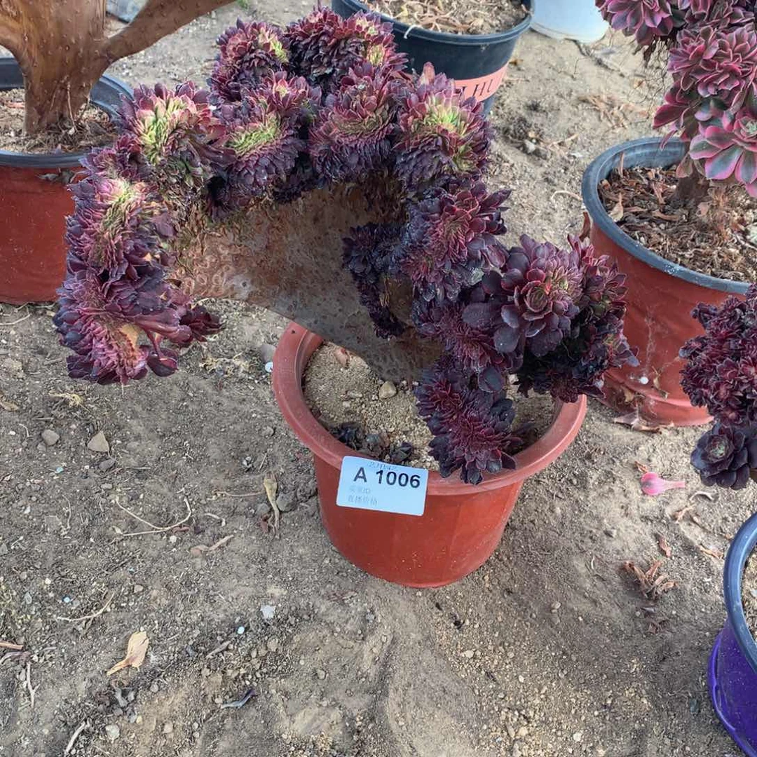 1006黑精钢微瑕一颗