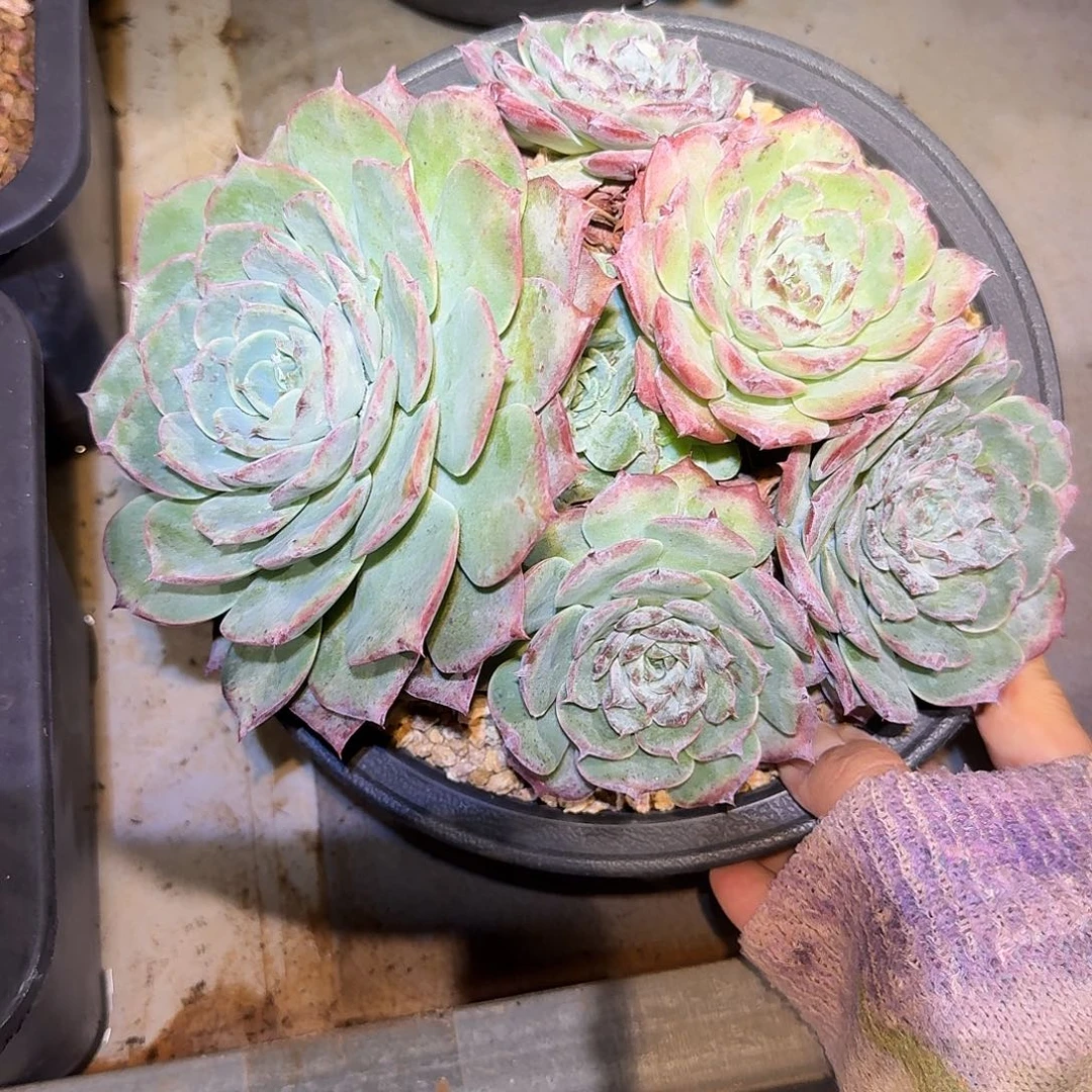 可爱熊整无砍老桩群生