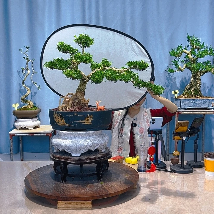 无花朵广东皱皮雀舌黄杨