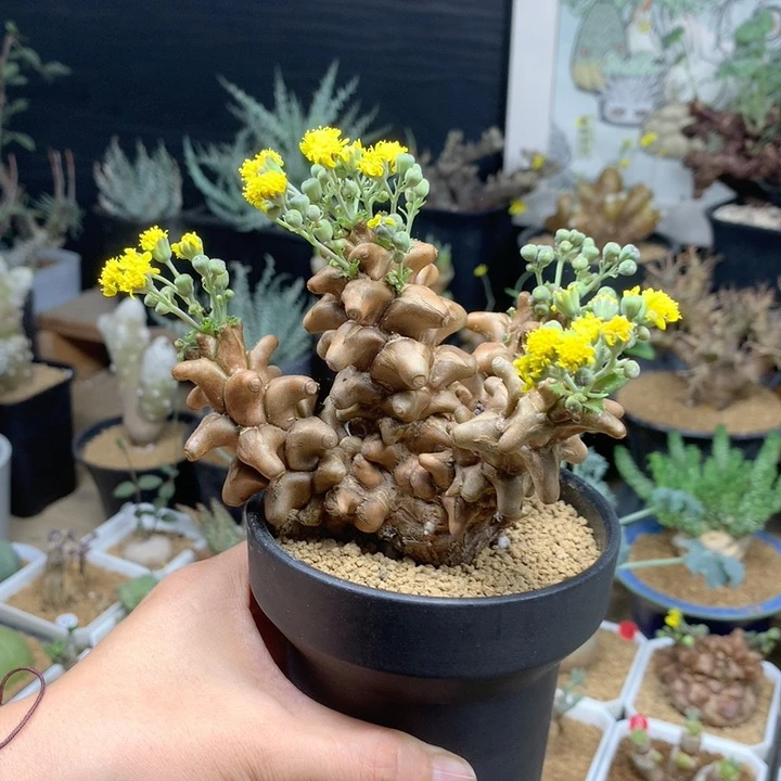 蛮鬼塔厚敦菊母本脱土