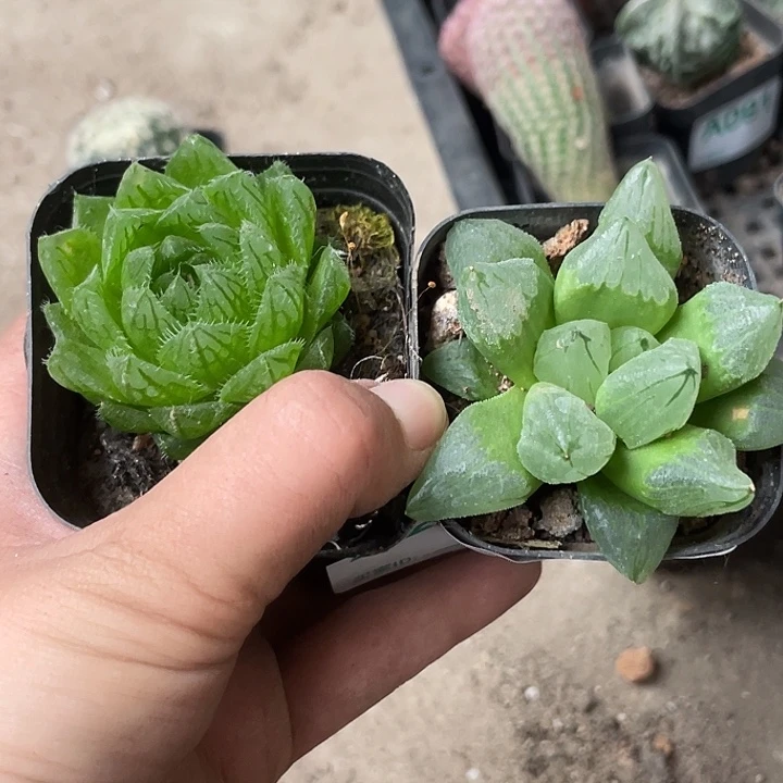 当前无花栽培后可以开花241不售后植物