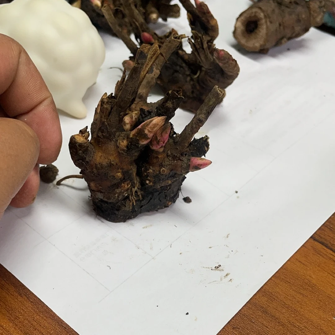 无品牌亳州老本打白芍芽10颗