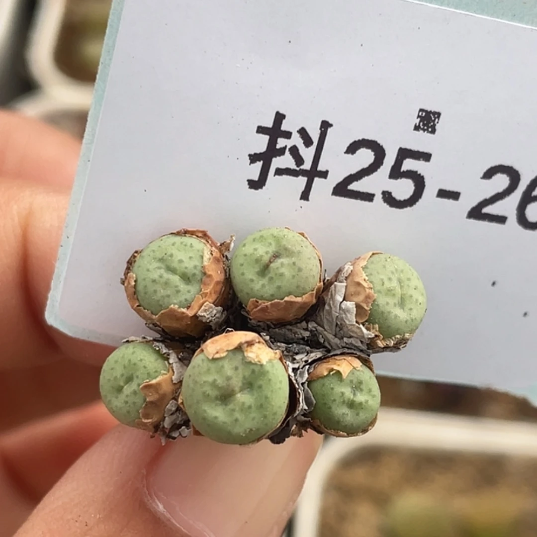 25-26奶油嘴多肉植物