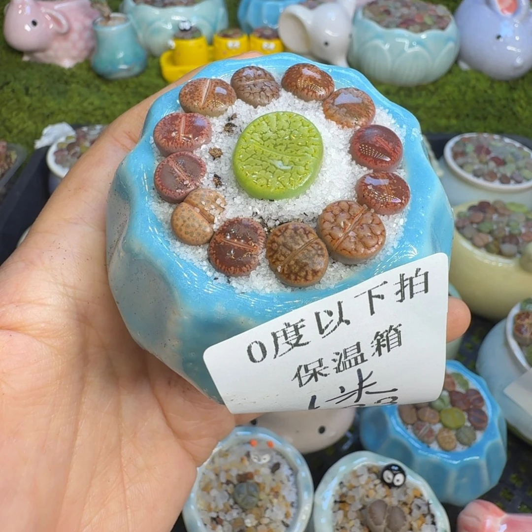 我***女多肉植物开播福利523