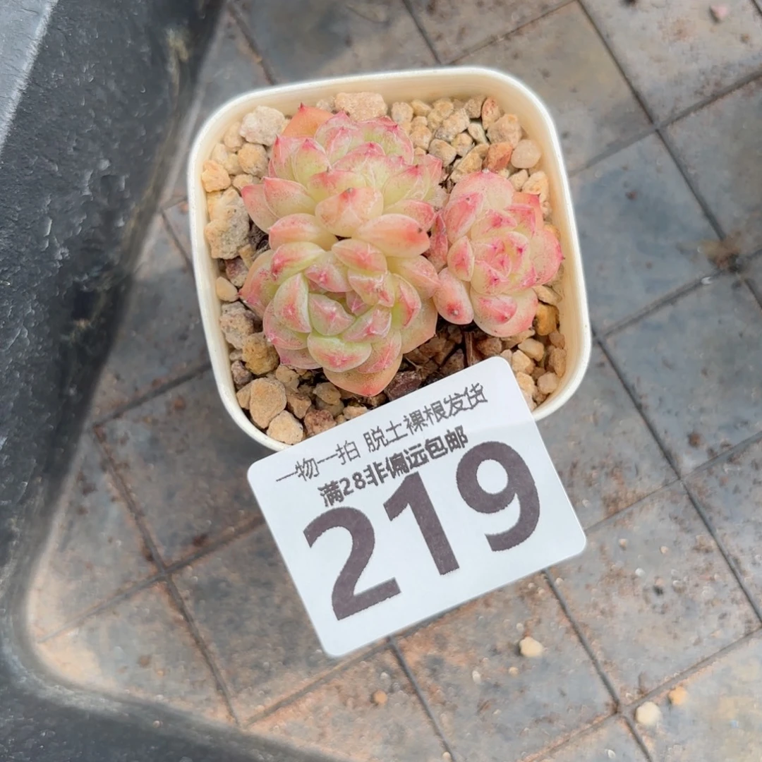 甜心珍妮无盆土发货