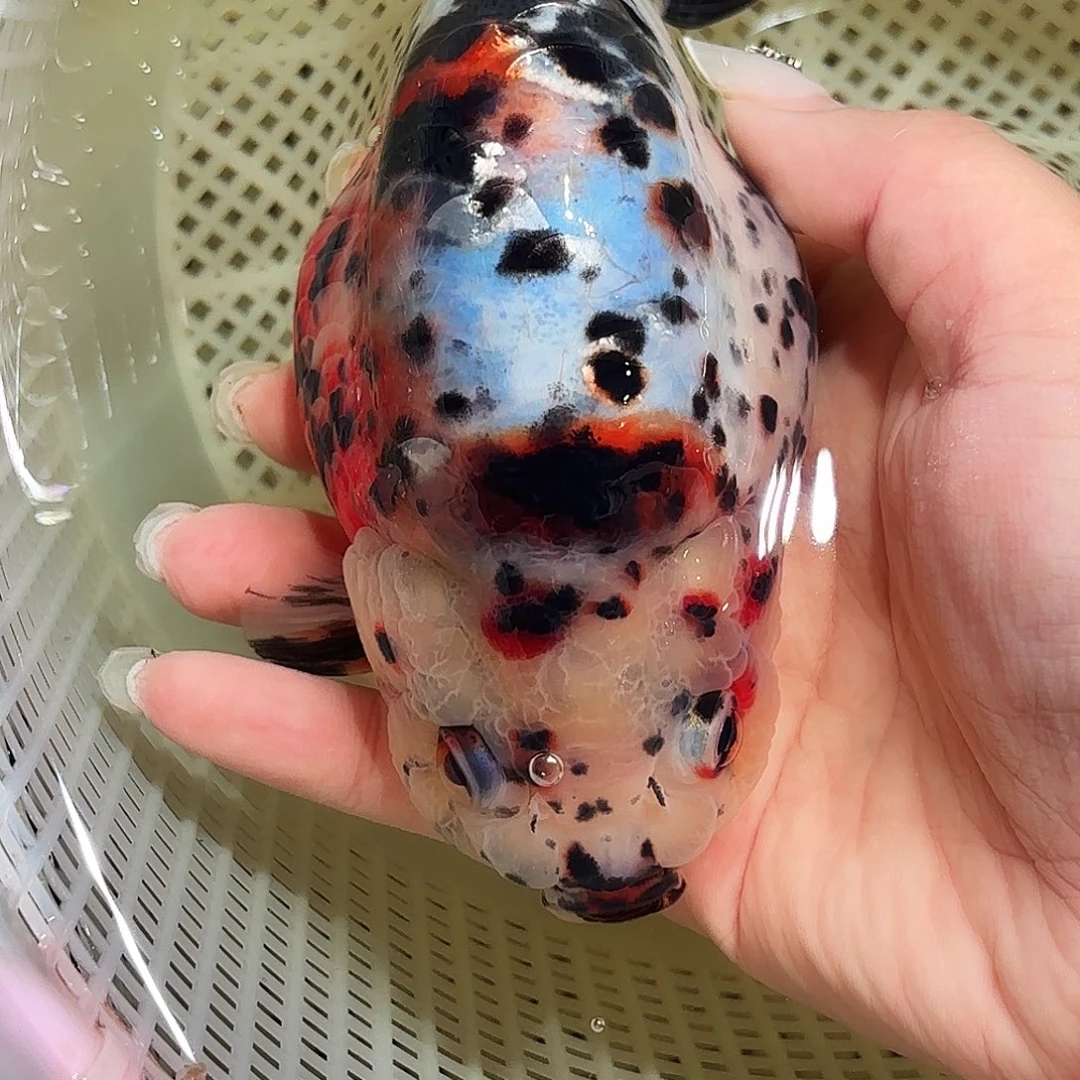 海****金鱼少了一半手拍包装包邮，不拍包装运费到付