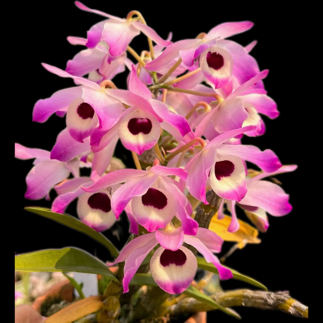 金钗石斛 本草纲目记载九大仙草之一 花杆可食用 木盆种植（小桩）