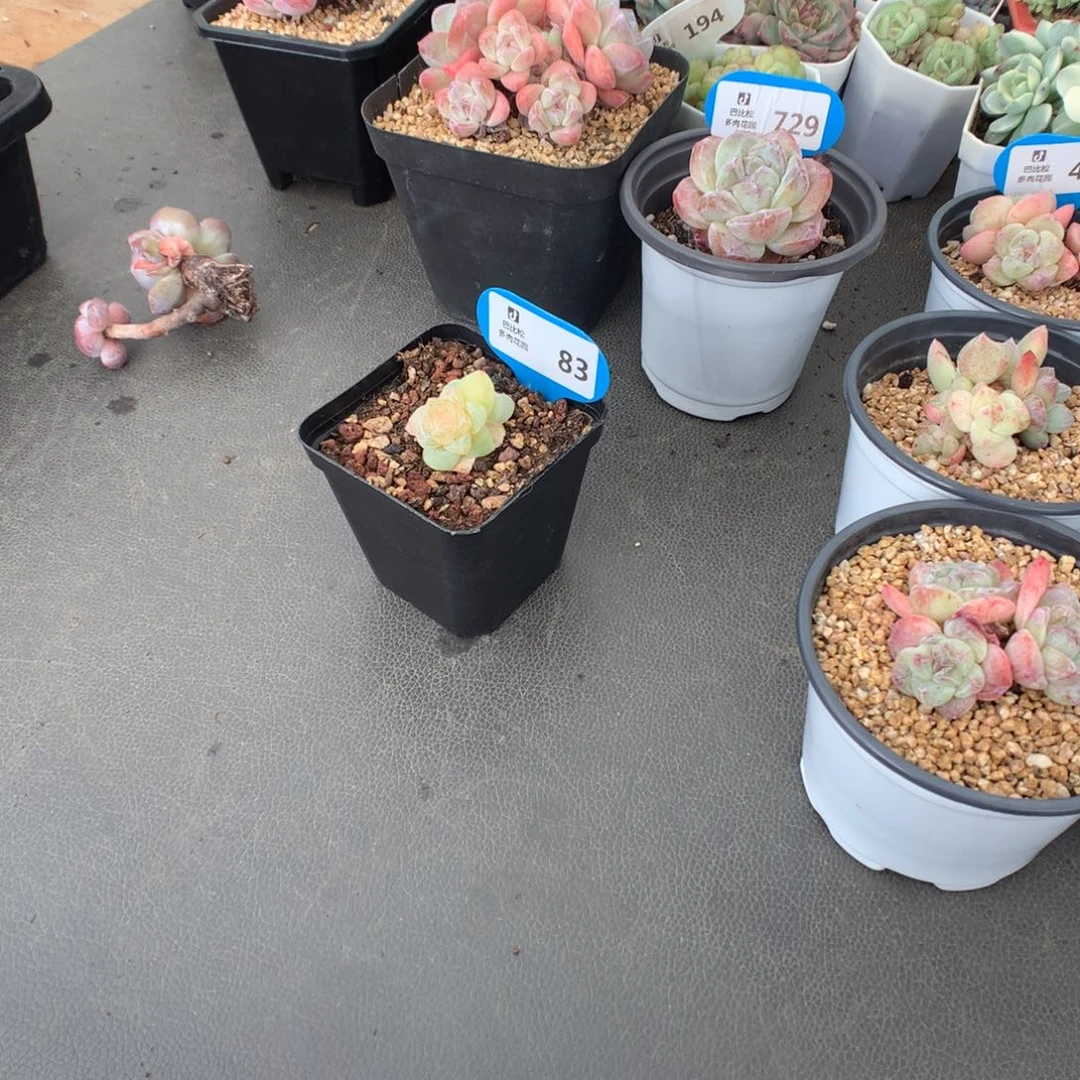 丫***丫83 冰玉石化多肉多肉