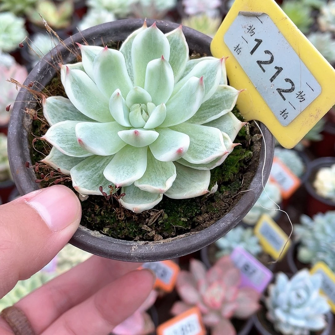 冰***冰1212号多肉植物盆栽