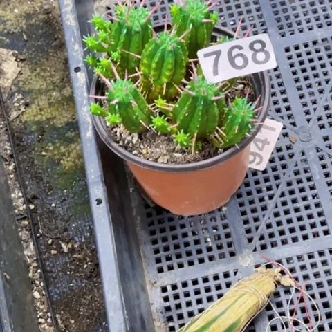 768琉璃晃一物一图如图