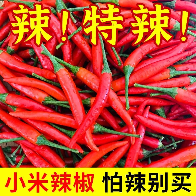 【坏果包赔新鲜采摘】超辣小米辣椒新鲜现摘现发小米椒