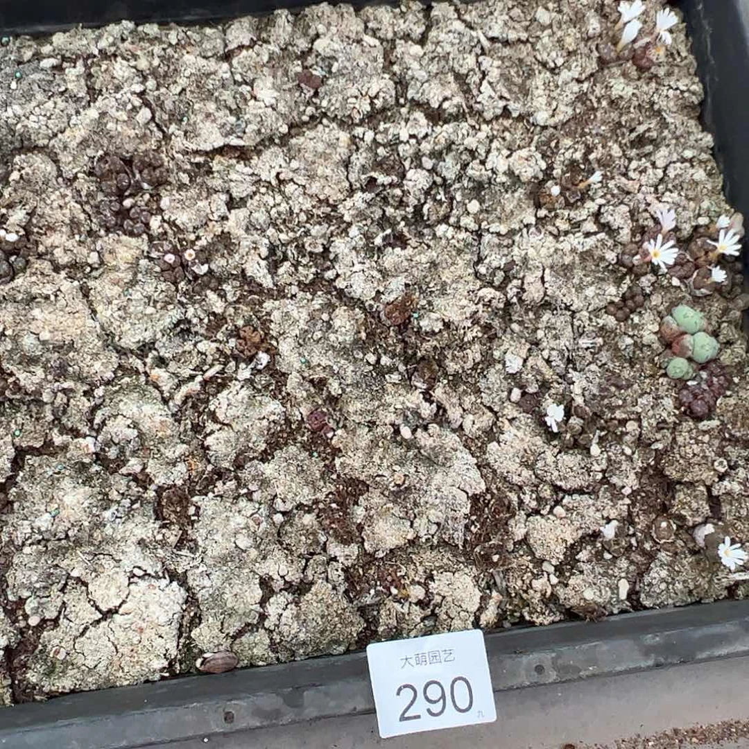 清框脱土发无售后。  290