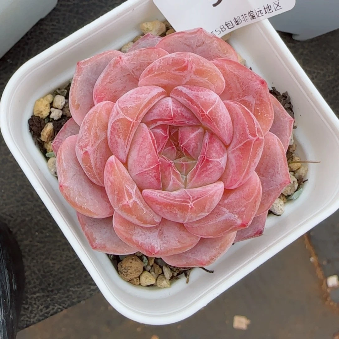 新年福利，5134多肉植物