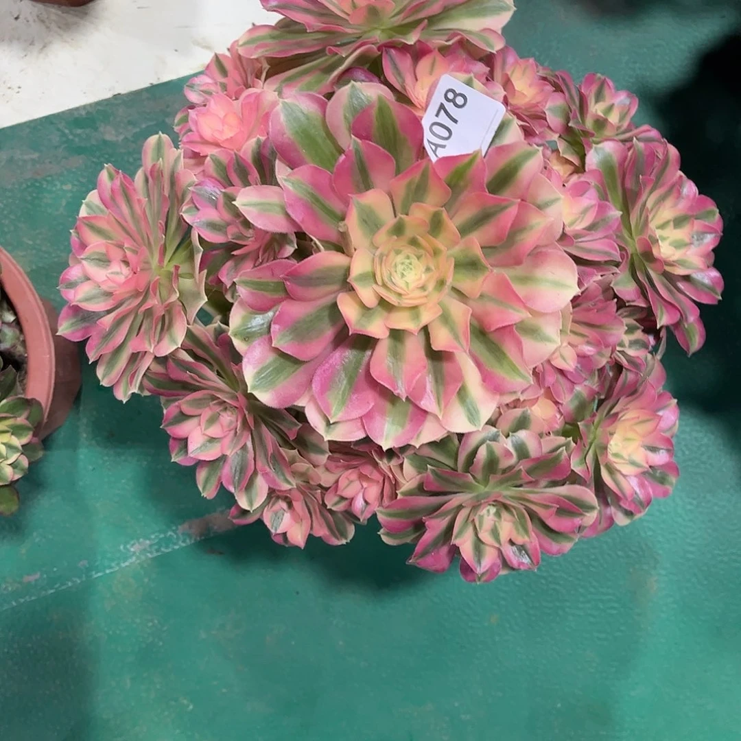 多肉女巫000000078