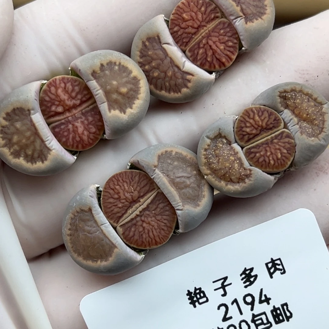 2194号一首四颗红窗菊特价