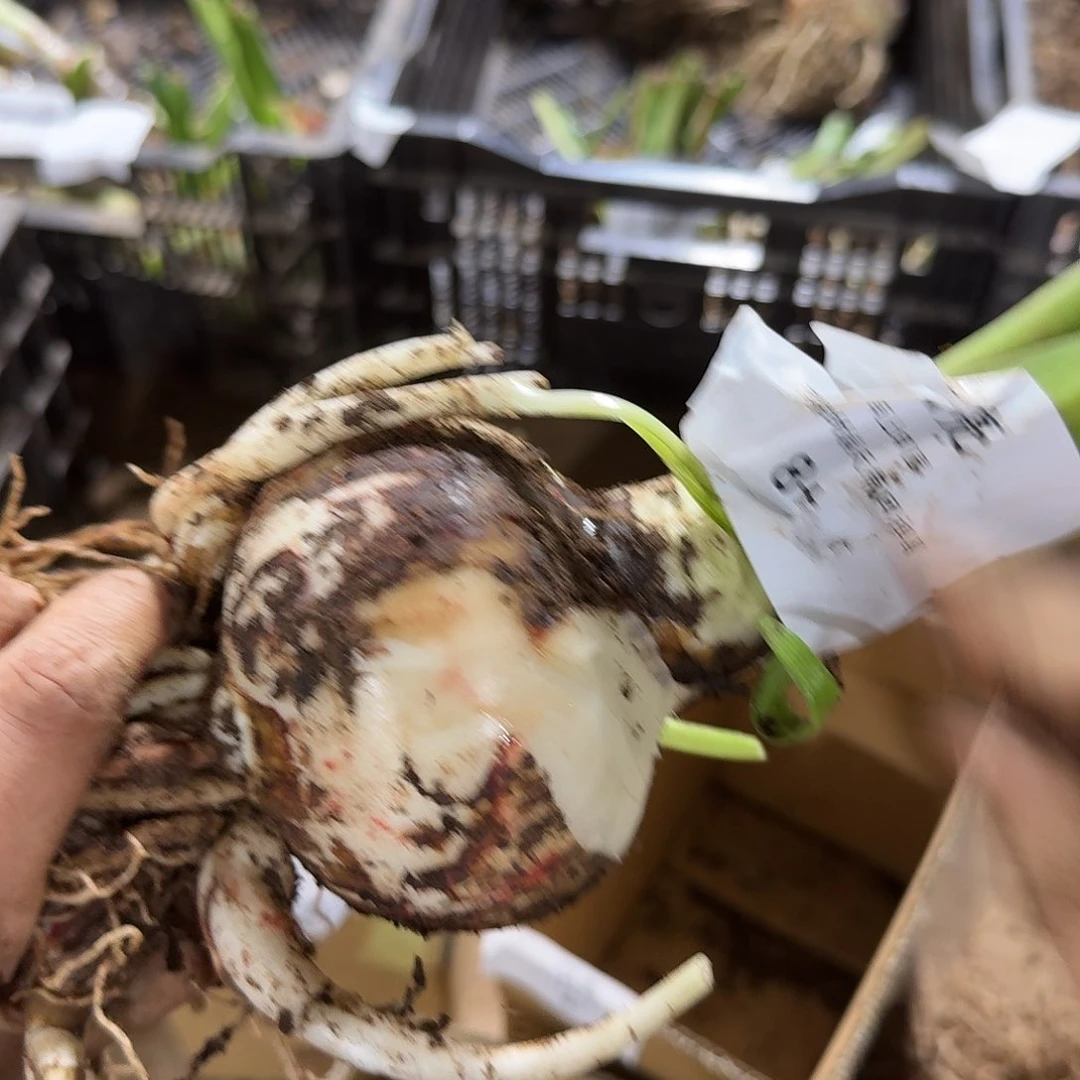 闪亮8+开花球发发发