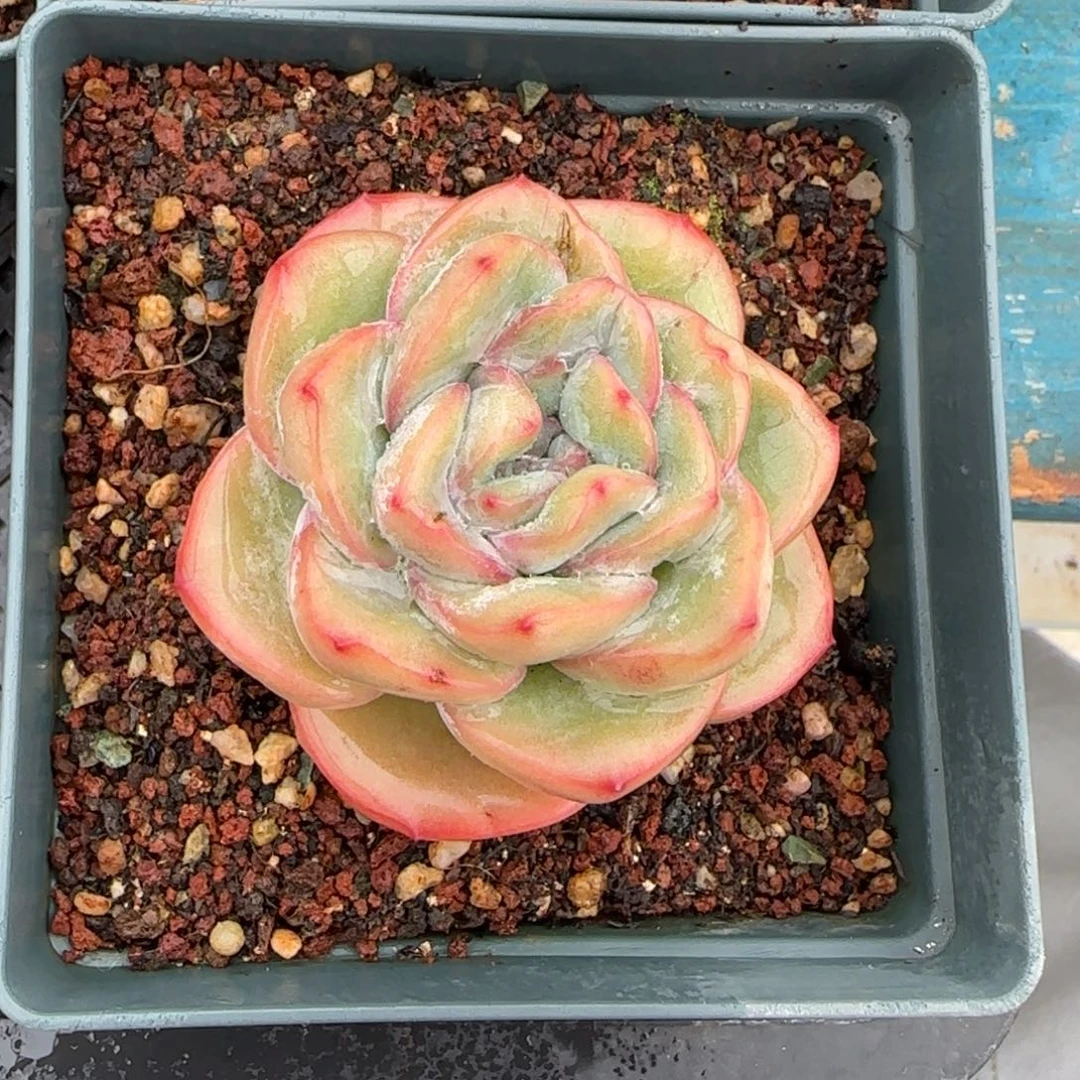 从前慢多肉编号泡芙