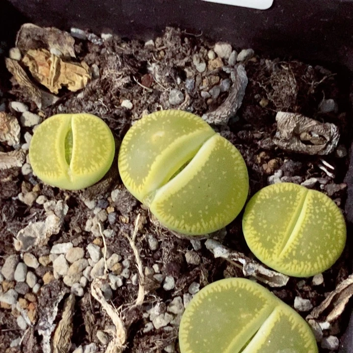 c*n我是一只小小鸟地域鬼的306