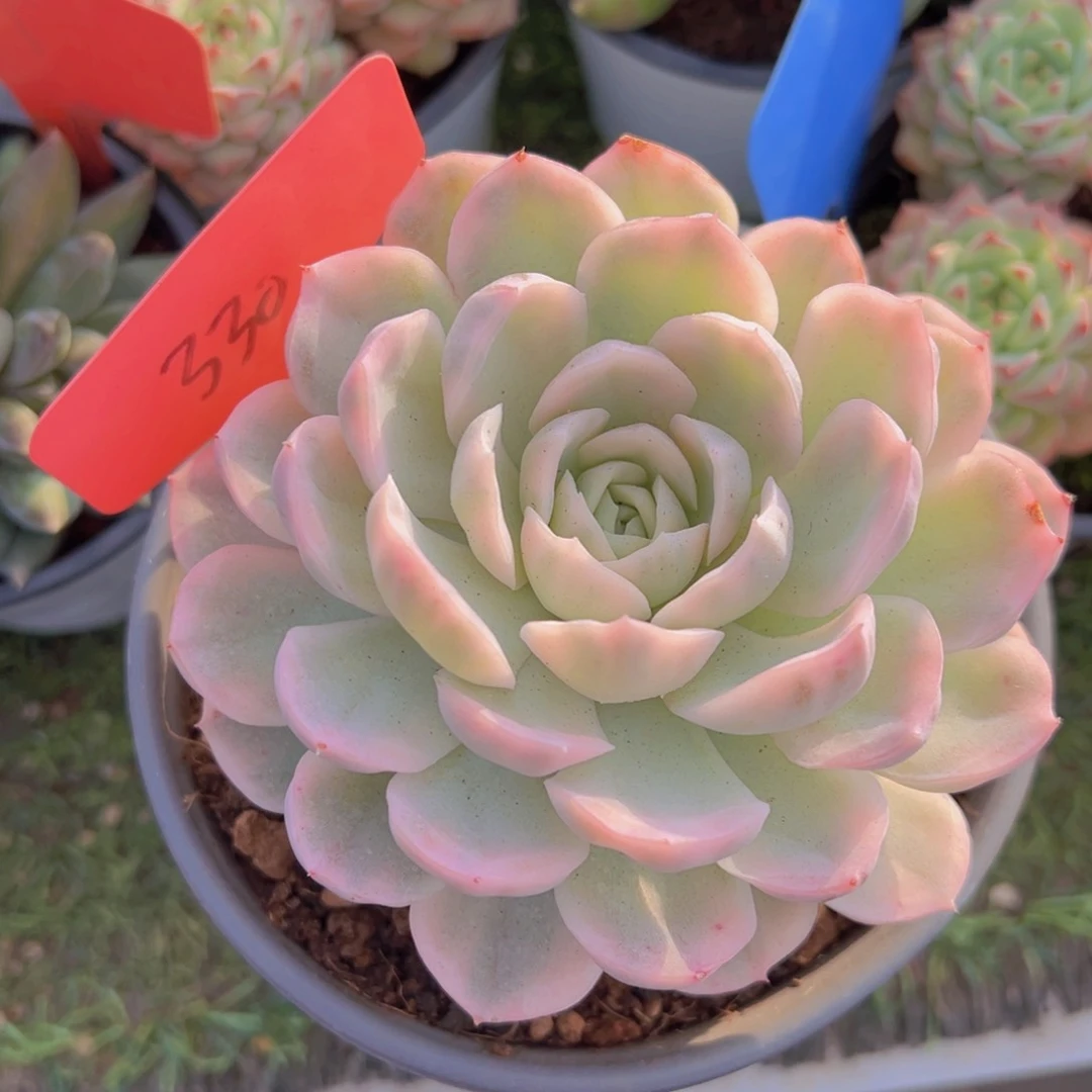 香玉的故事是一个人