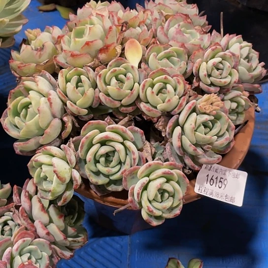 ?****?千山雪16159多肉