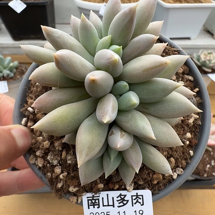 黄体哥特11119-236