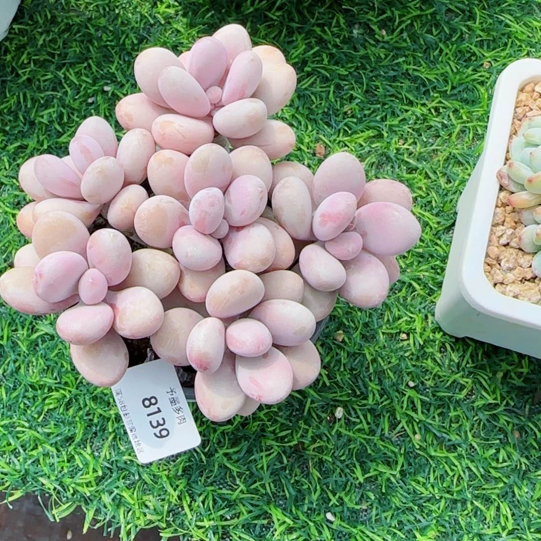 桃蛋无砍，8139多肉植物