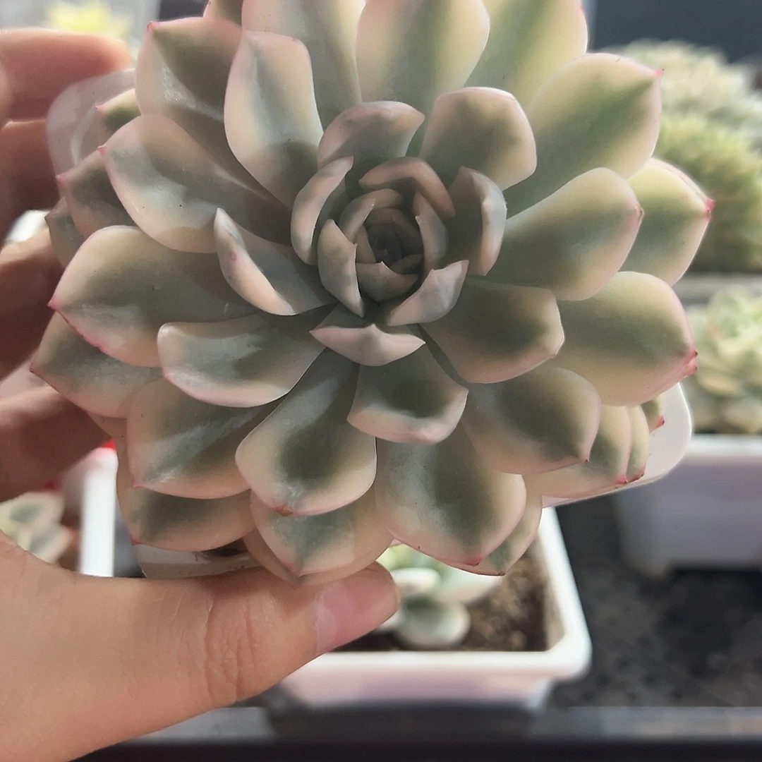 37号月亮仙子锦多肉植物