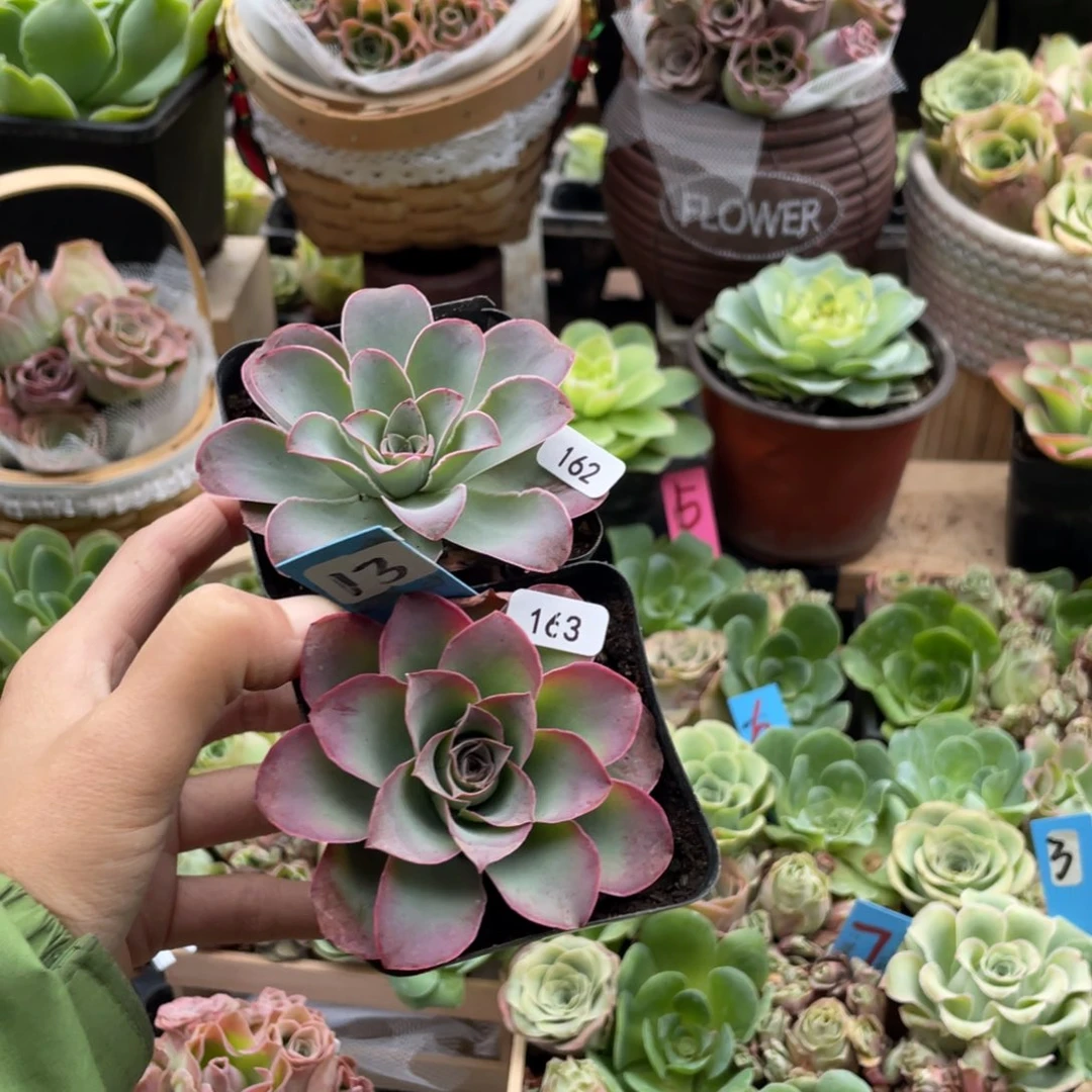 万***姐多肉植物山地玫瑰162.163黄帕