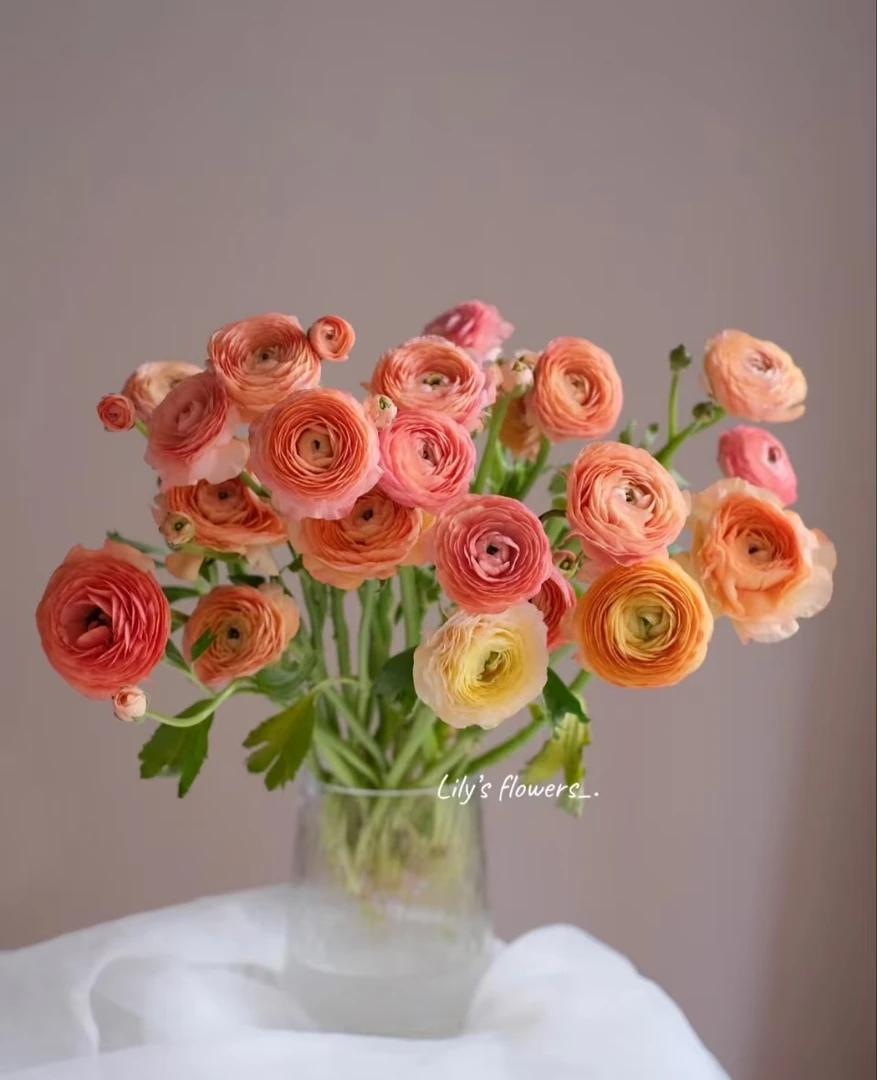 香槟色洋牡丹）云南鲜花基地直发