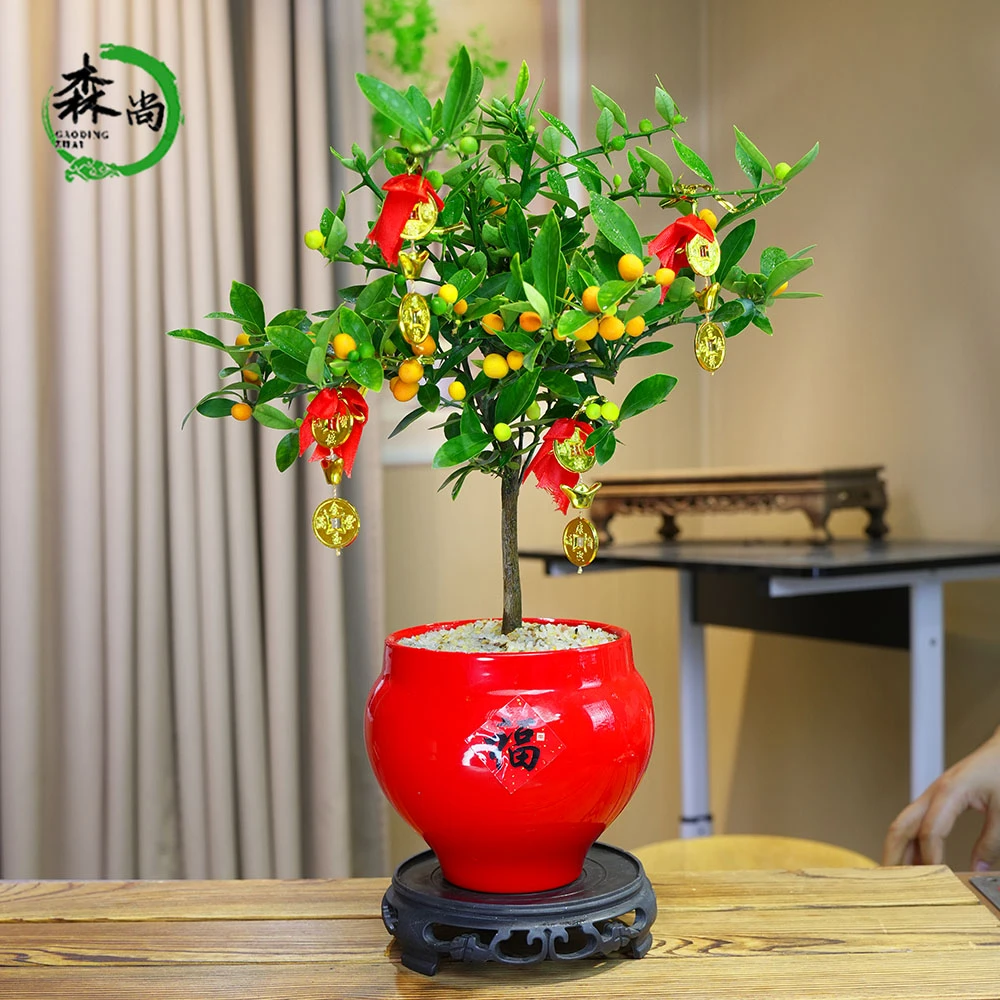 人工福豆年宵花带果盆栽盆景室内客厅办公室桌面观果花卉送礼绿植