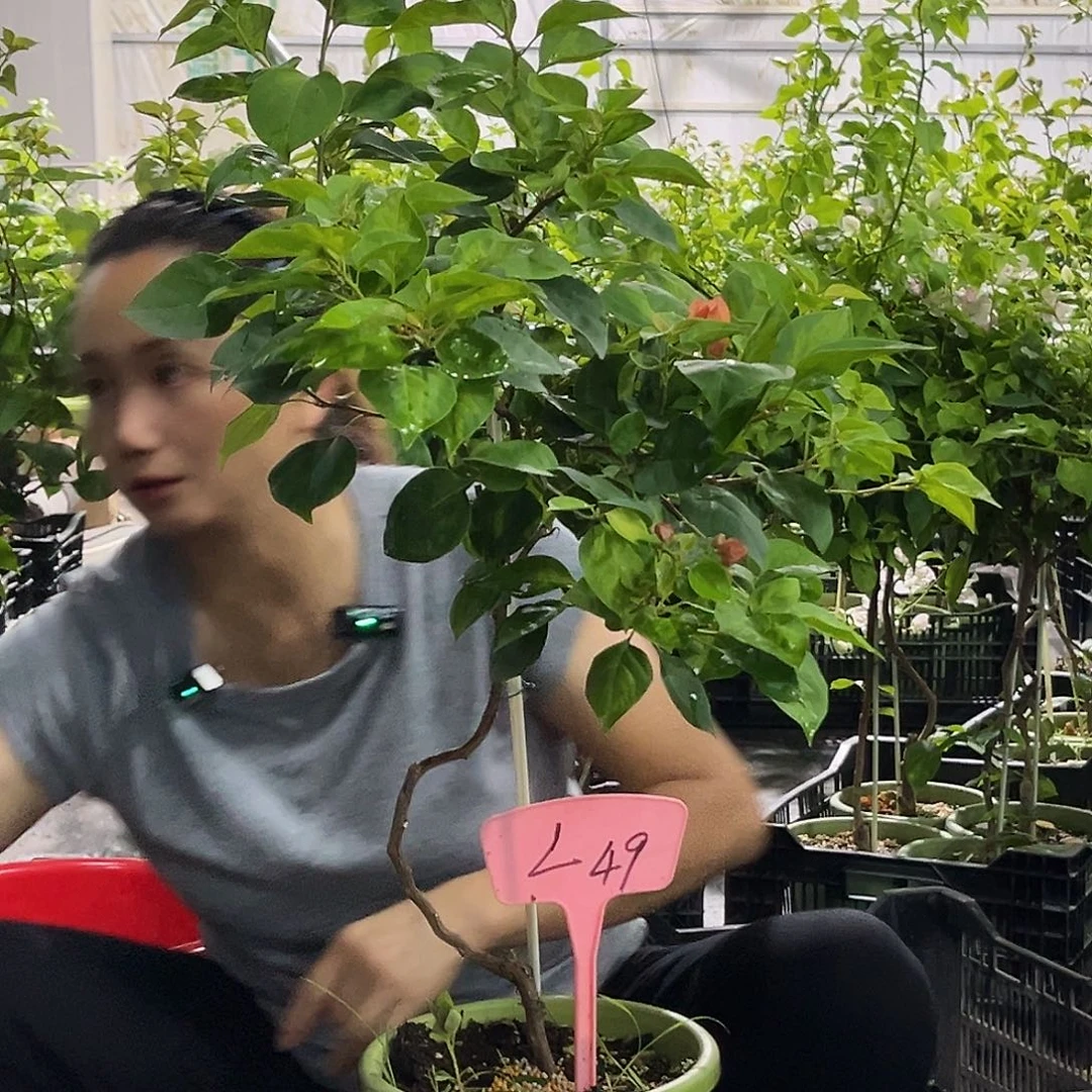 当前无花栽培后可以开花?*茜L49暗夕