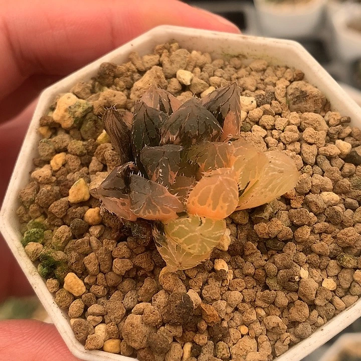 2号玉露锦一物一拍