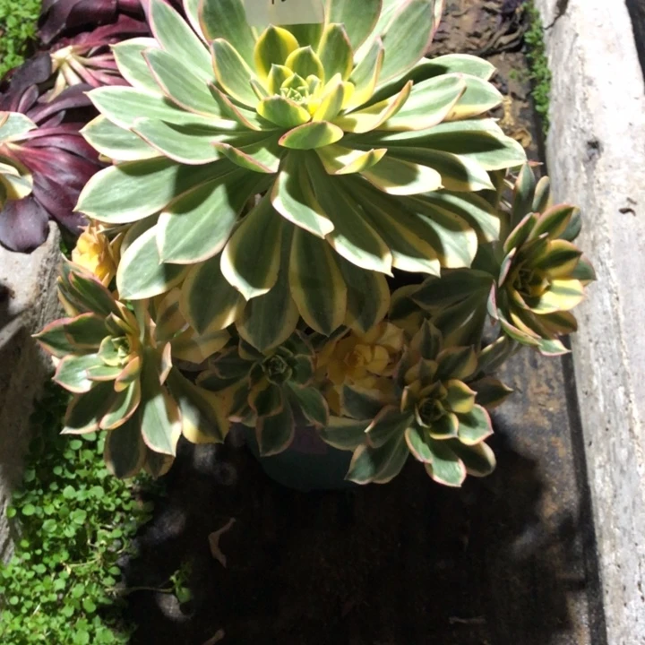 半**过115号 灿烂 多肉植物