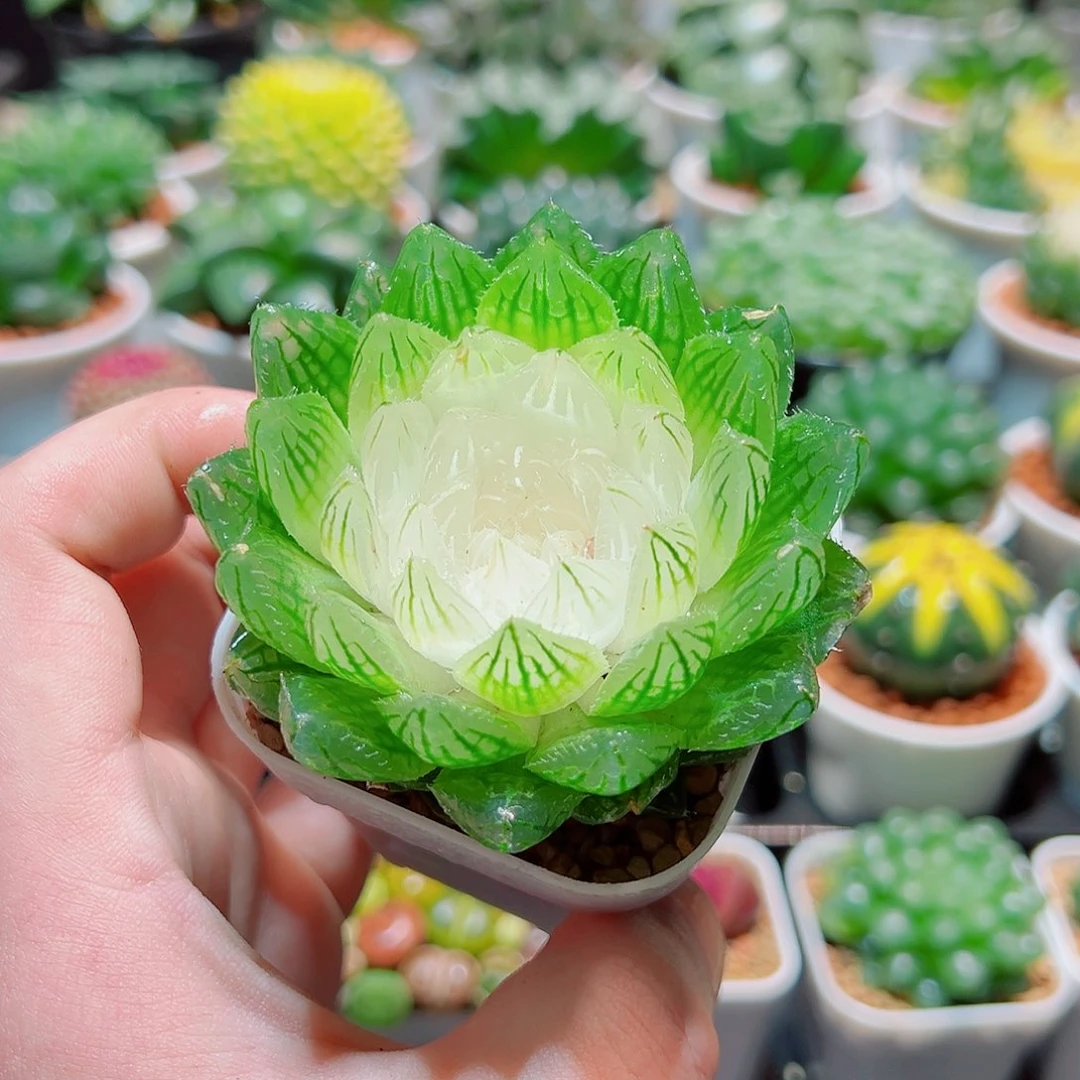 白莲花玉露带白盆