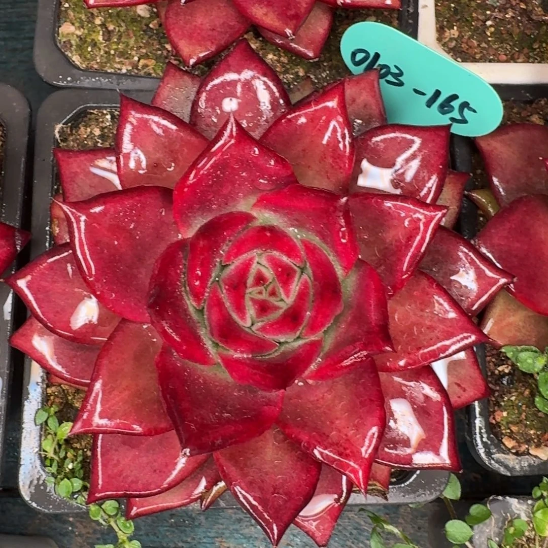 从前慢多肉精选编号0103.165