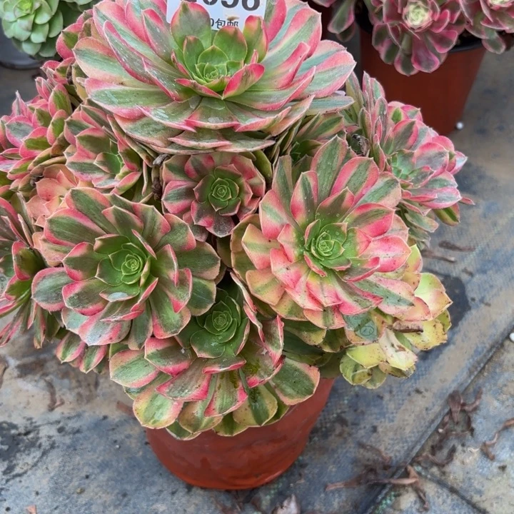 轻***r瑞妈多肉园艺056。雨荷，