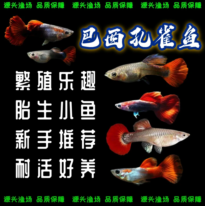 孔雀鱼观赏热带鱼苗小型淡水鱼耐活好养适合新手饲养