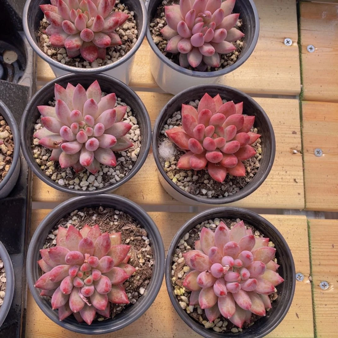 1072号 虞美人单头一个