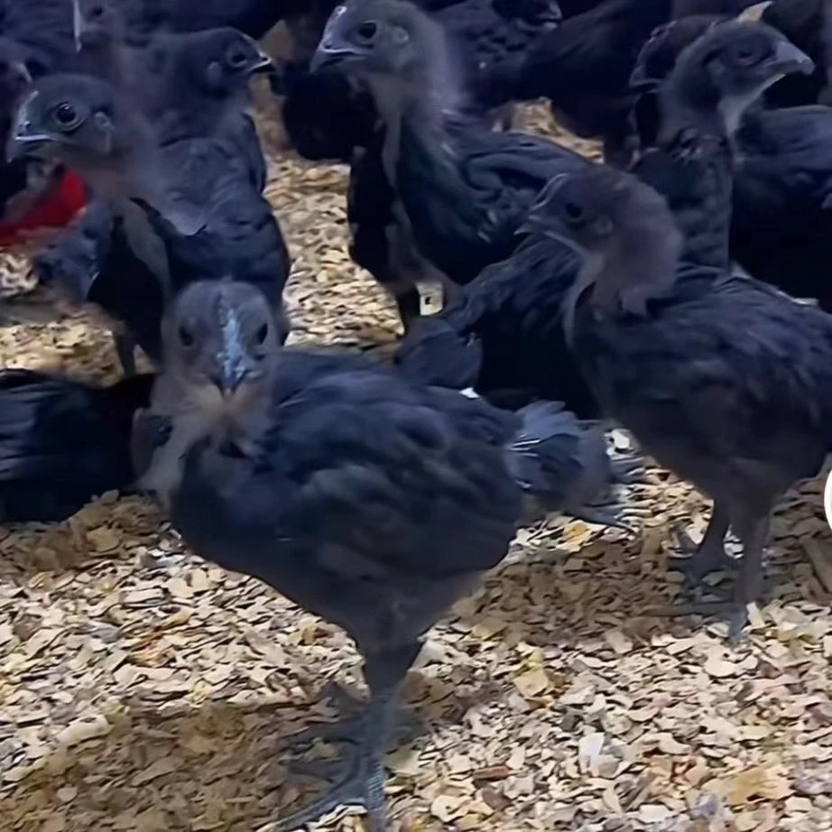 黑色长尾五黑宠物鸡活泼可爱观赏包邮到家