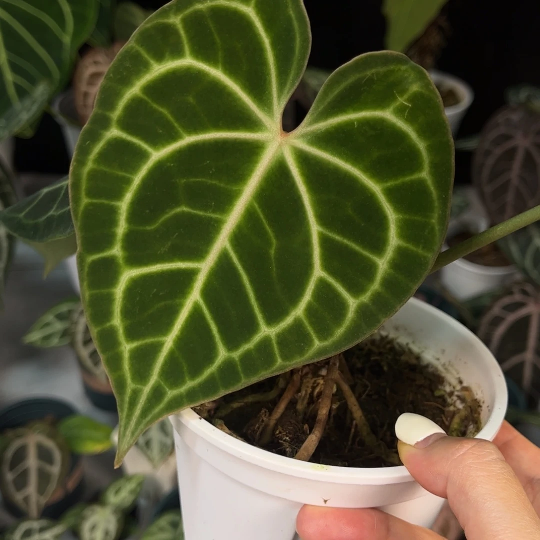 无花朵克莱恩8433