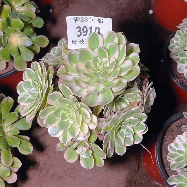 3910海仙多肉植物