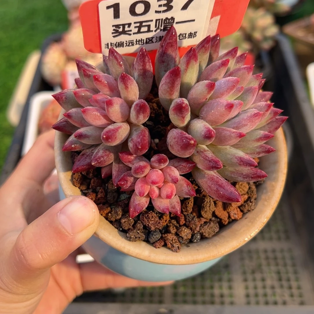 表妹精品多肉1037.