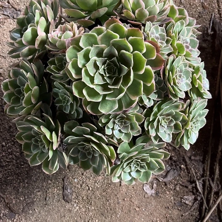 多肉植物粉花妖锦……