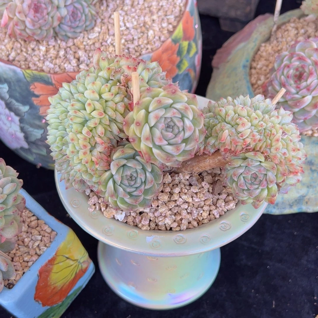 多*多新年快乐冰魄黄钻