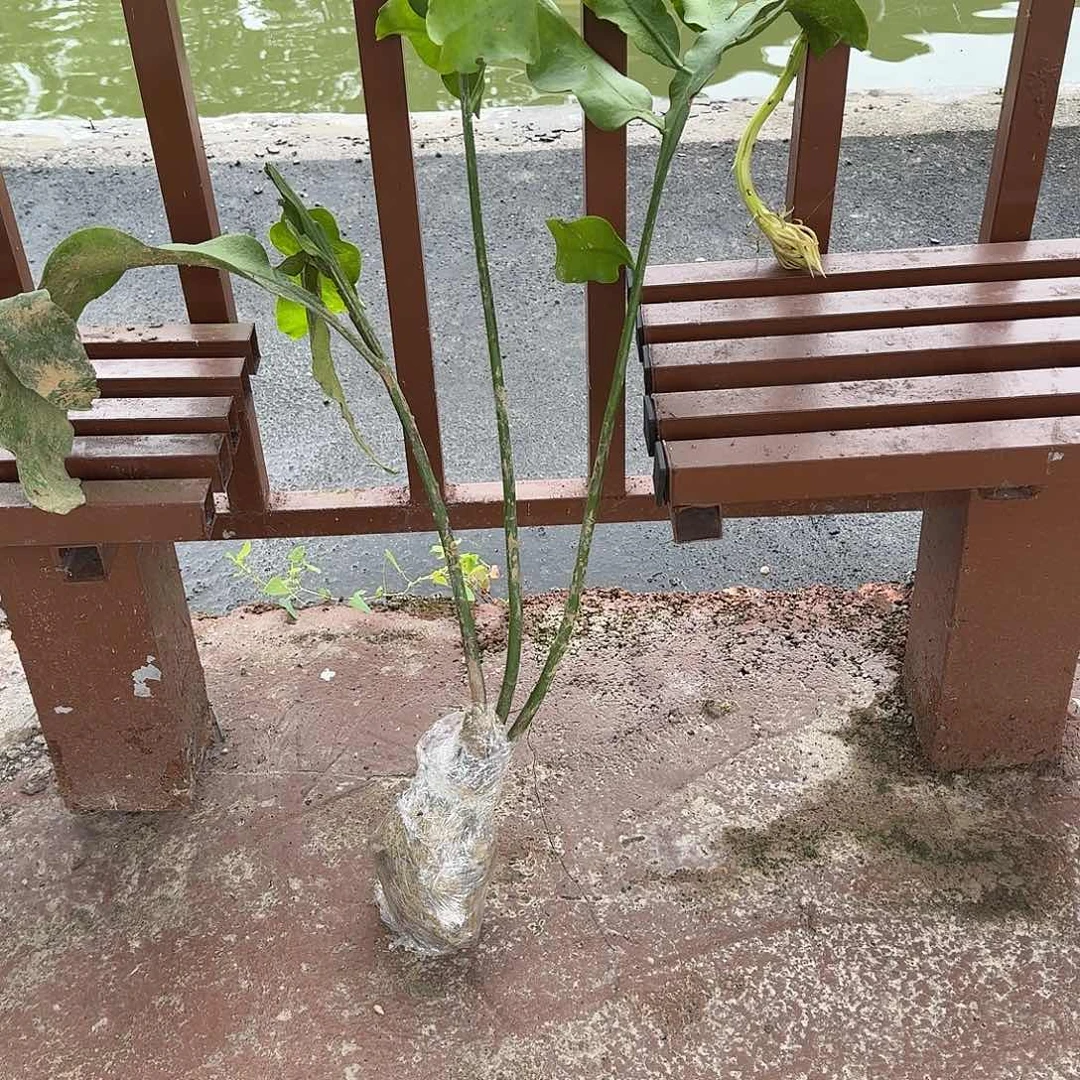 影***子哥哥哥哥发给哥哥