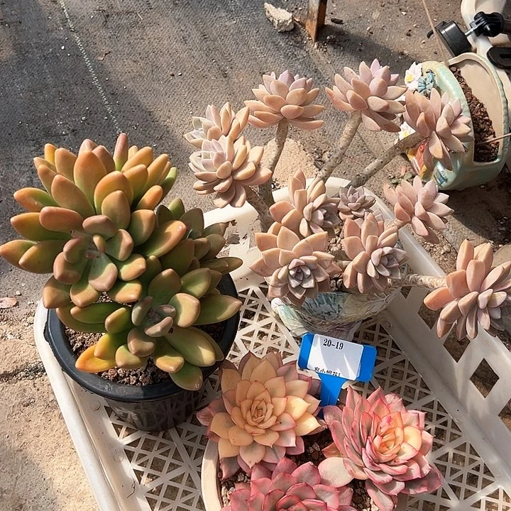 20.19一筐多肉植物