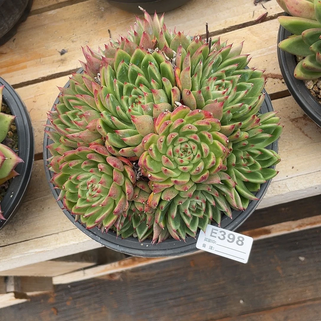 若如东云单拍E398