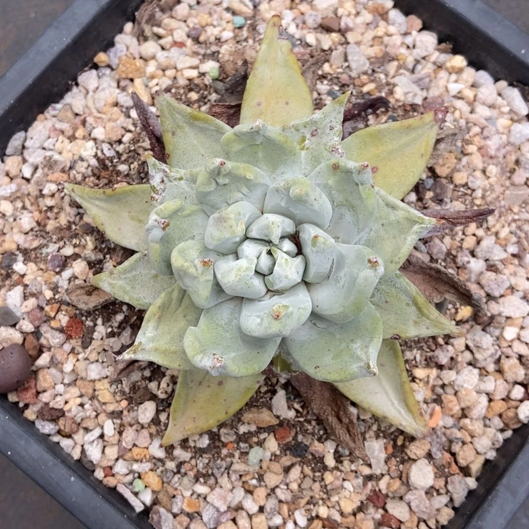 帕翠莎多肉植物啦啦啦