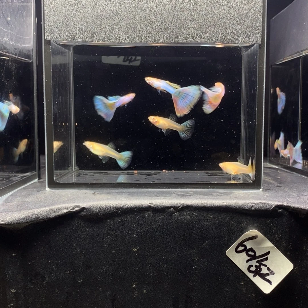 海水幻彩极光孔雀鱼