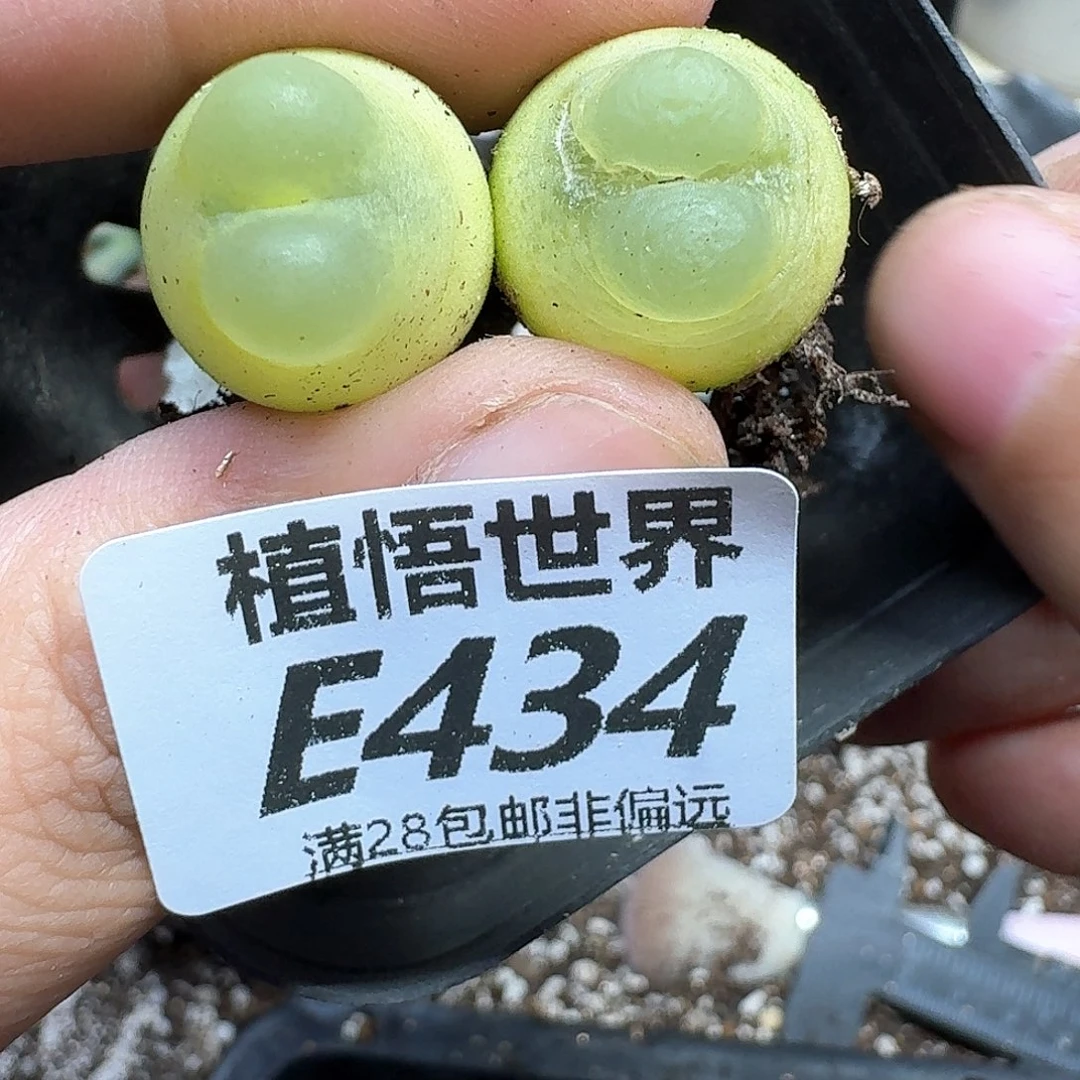 *****多肉植物的人生rfgh